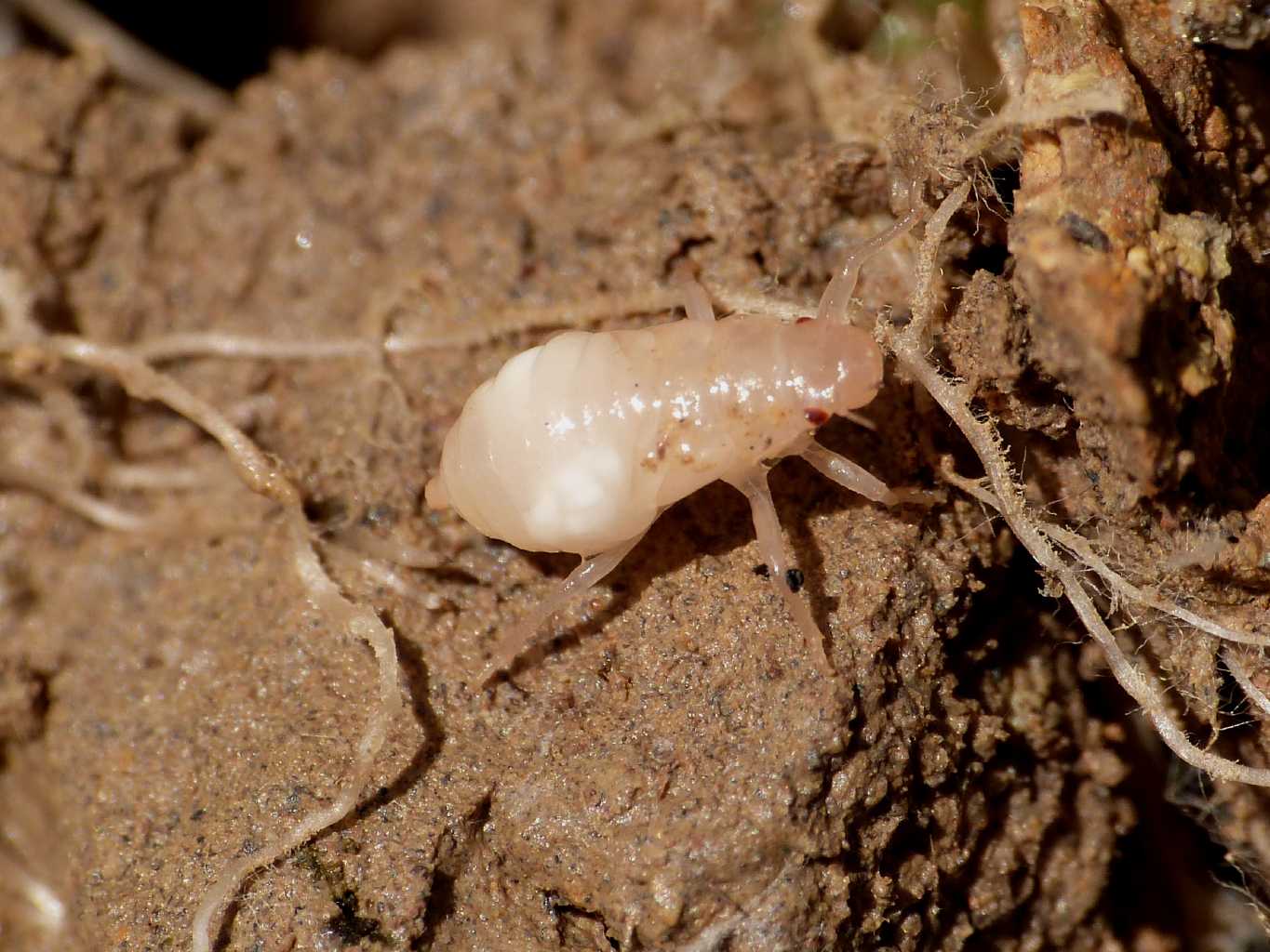 Nella schiuma: giovani ninfe di Cercopis sp. - S. Severa (RM